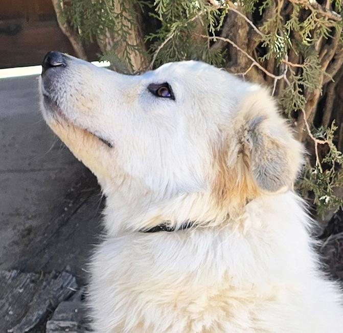 Enlarge Serene Ms Suzy Q ~ Golden Pyr Perfection, a ADOPTABLE mixed breed in Albuquerque, NM image 1/4