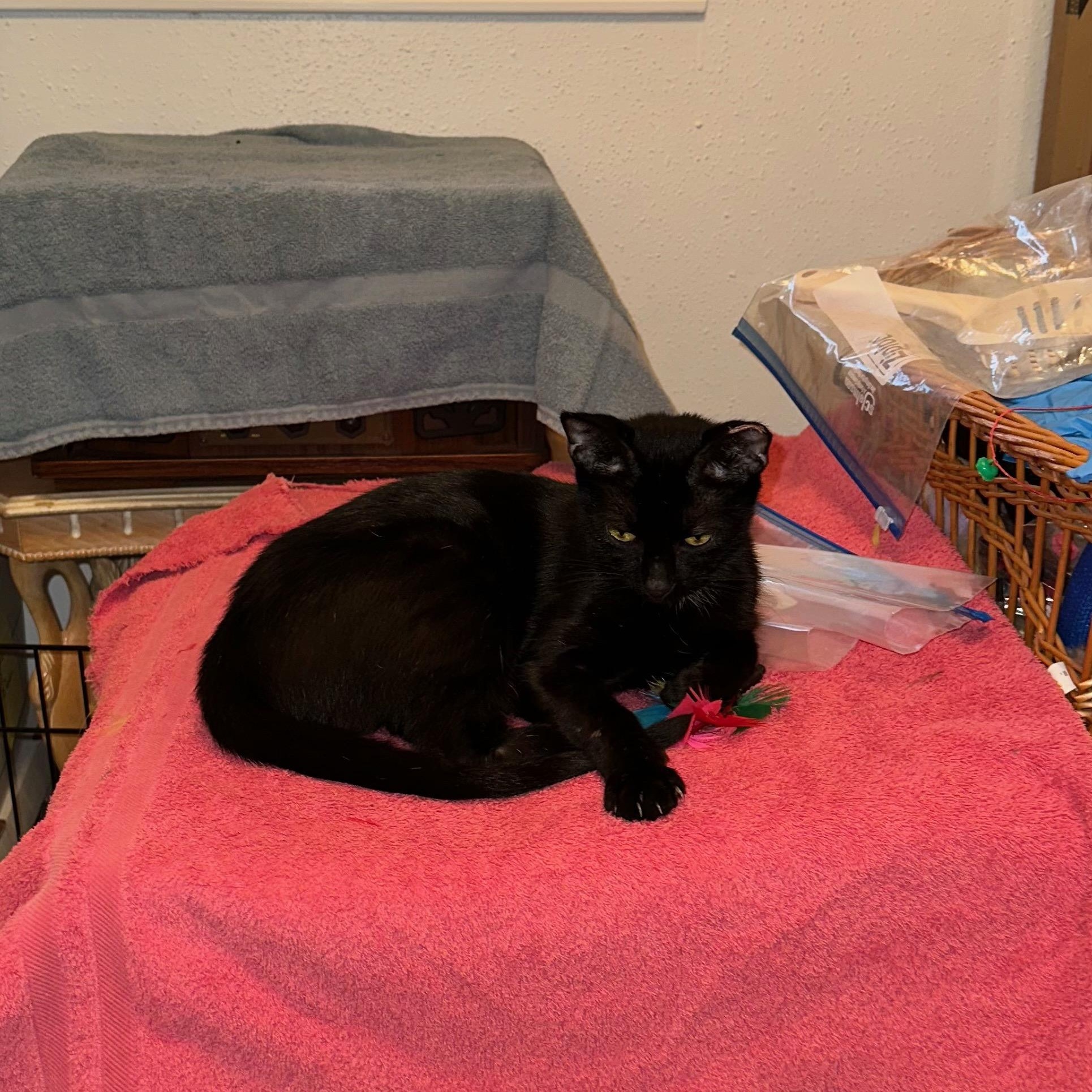 Enlarge Flo, a Adopted Domestic Short Hair in Huffman, TX image 4/5