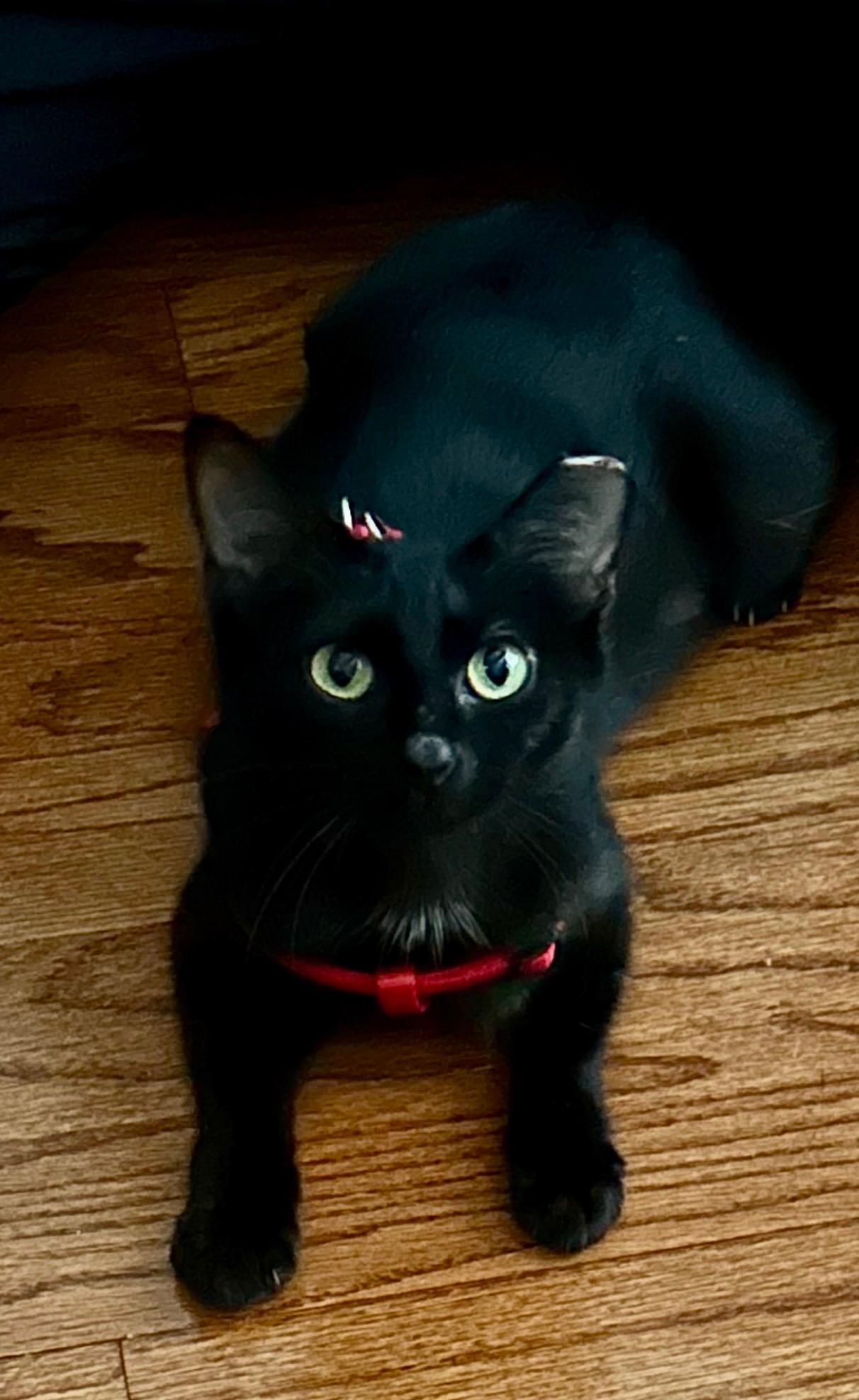 Enlarge Flo, a Adopted Domestic Short Hair in Huffman, TX image 2/5
