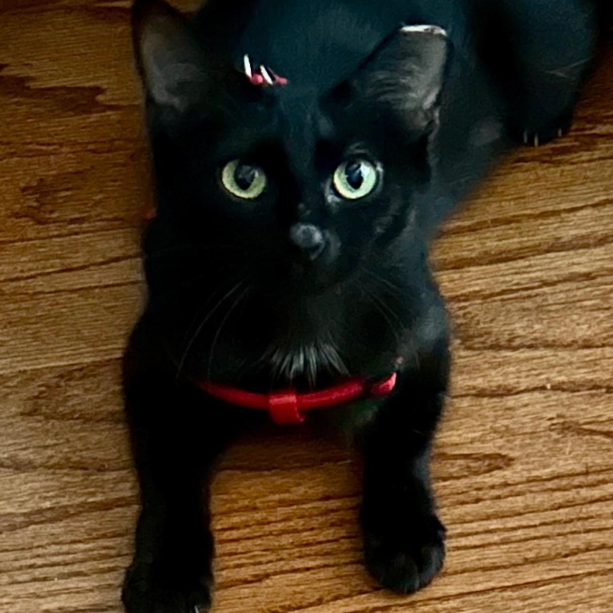 Flo, Adopted, Young Female Domestic Short Hair.