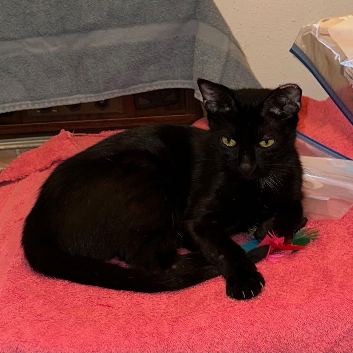 Enlarge Flo, a Adopted Domestic Short Hair in Huffman, TX image 5/5
