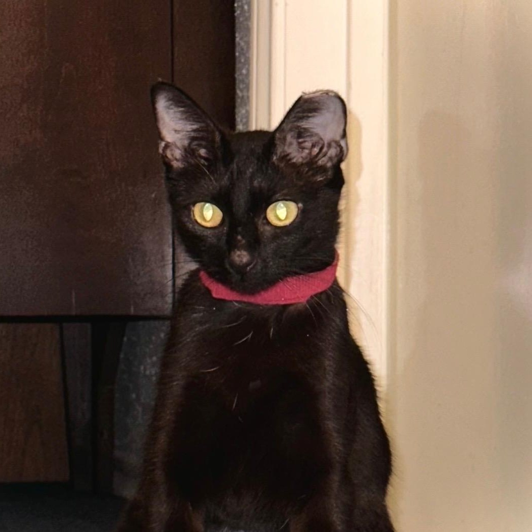 Enlarge Flo, a Adopted Domestic Short Hair in Huffman, TX image 3/5