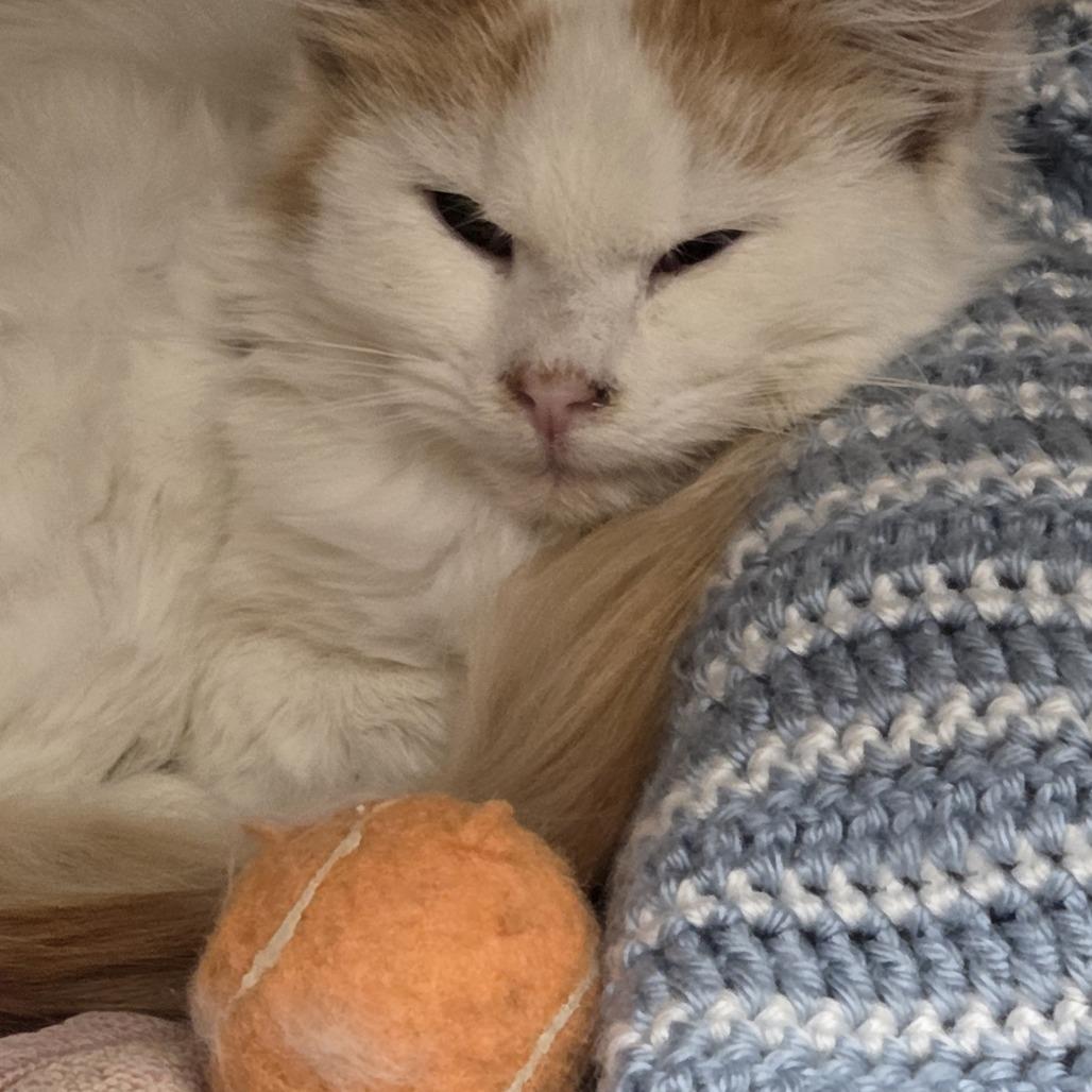 Enlarge Quinn, a Adoptable Domestic Long Hair in Durango, CO image 1/1