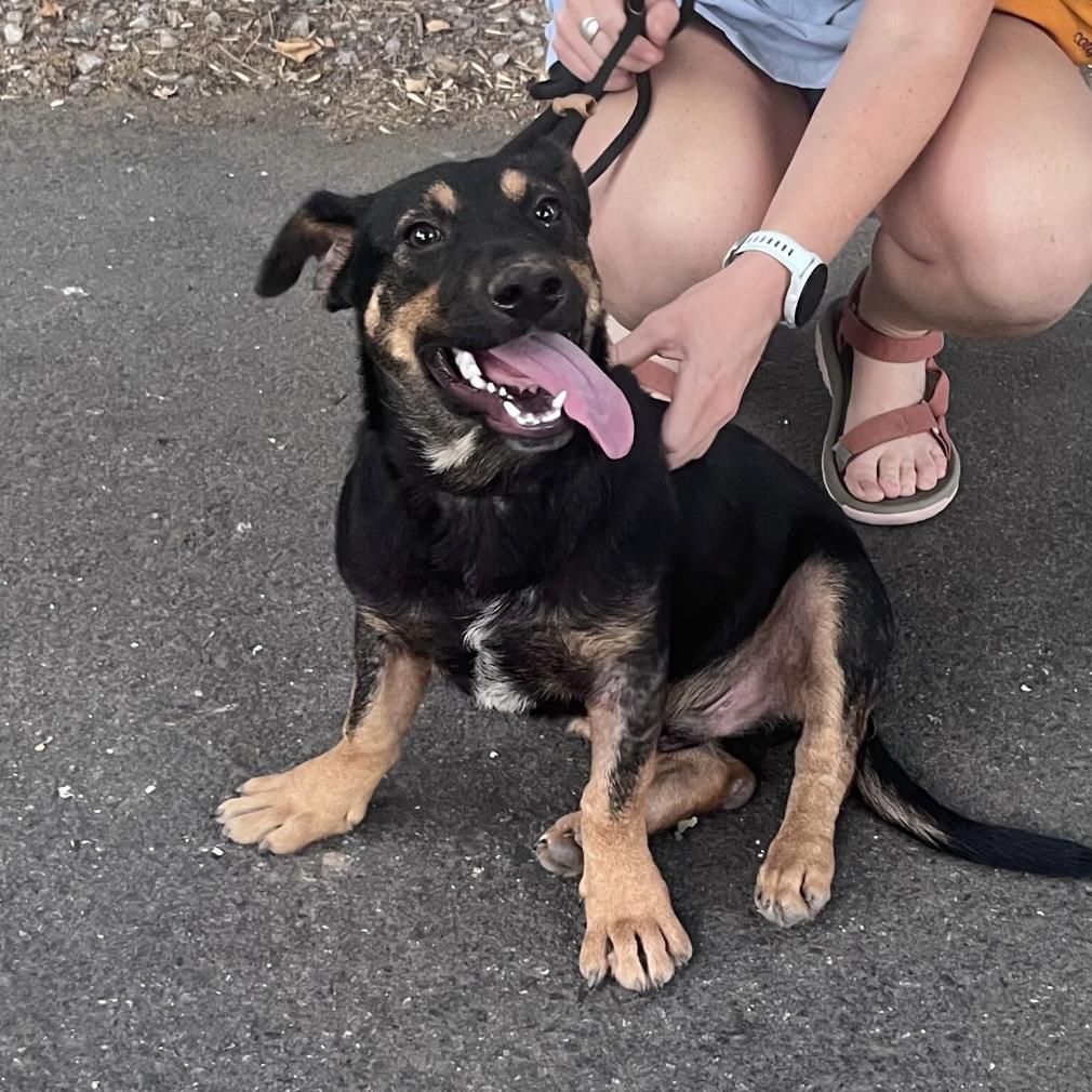 Caper, Adopted, Puppy Male German Shepherd Dog.