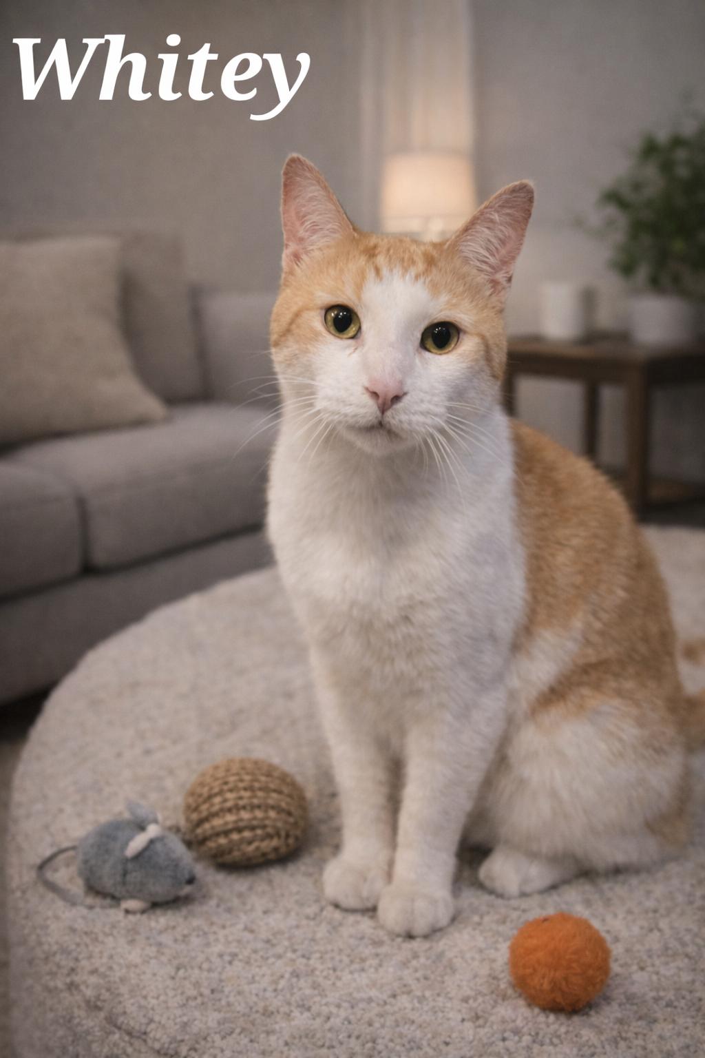 Whitey, Adoptable, Adult Male Domestic Short Hair.