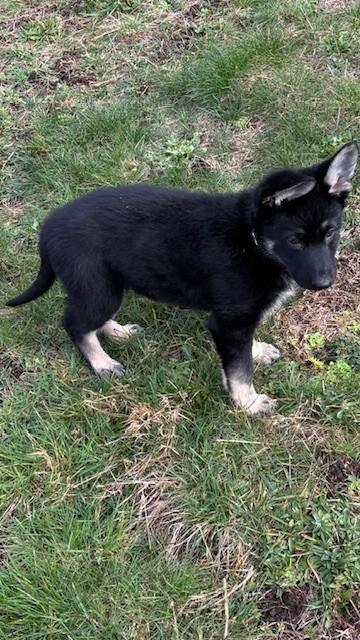 Enlarge Weslynn, a Adoptable German Shepherd Dog in Seattle, WA image 2/6