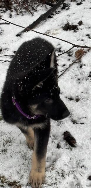 Enlarge Weslynn, a Adoptable German Shepherd Dog in Seattle, WA image 3/6