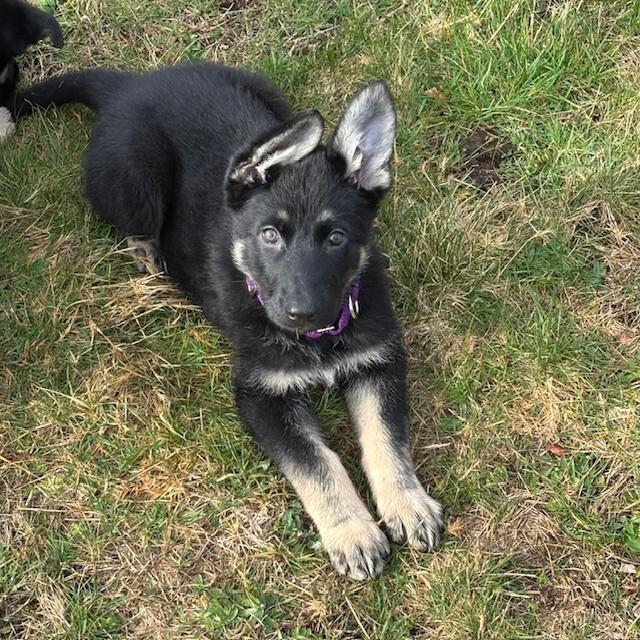 Enlarge Weslynn, a Adoptable German Shepherd Dog in Seattle, WA image 4/6
