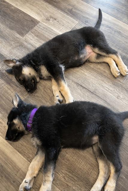 Enlarge Weslynn, a Adoptable German Shepherd Dog in Seattle, WA image 6/6