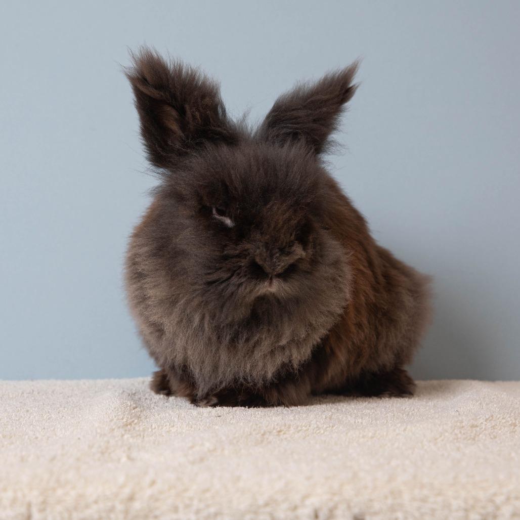 Enlarge Dr. Jack Abbot, a Adoptable Lionhead in Richmond, CA image 1/6
