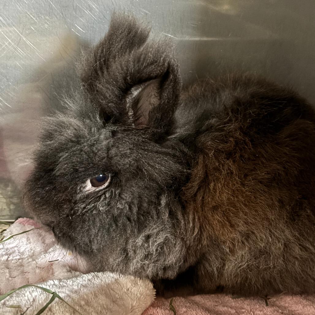 Enlarge Dr. Jack Abbot, a Adoptable Lionhead in Richmond, CA image 2/6