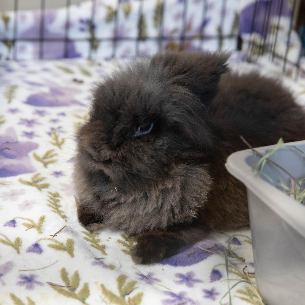 Enlarge Dr. Jack Abbot, a Adoptable Lionhead in Richmond, CA image 3/6