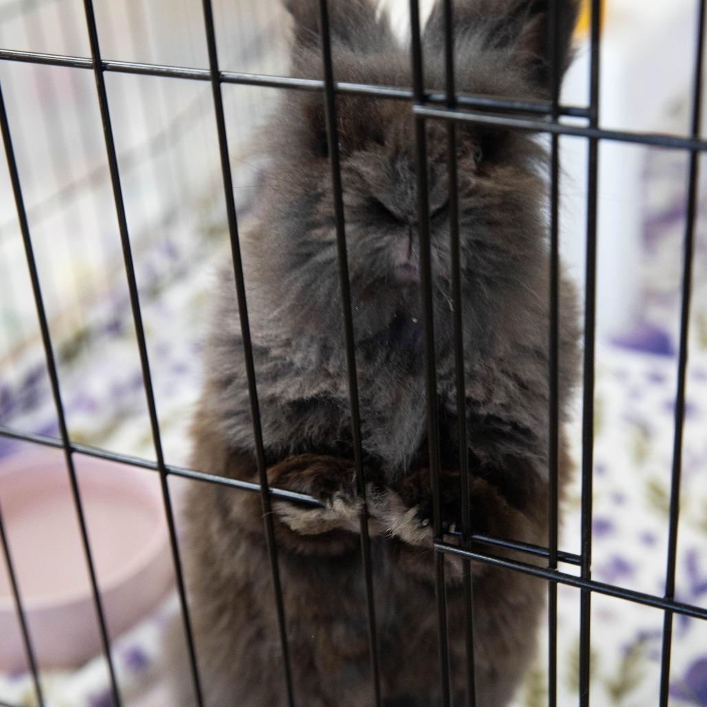 Enlarge Dr. Jack Abbot, a Adoptable Lionhead in Richmond, CA image 4/6