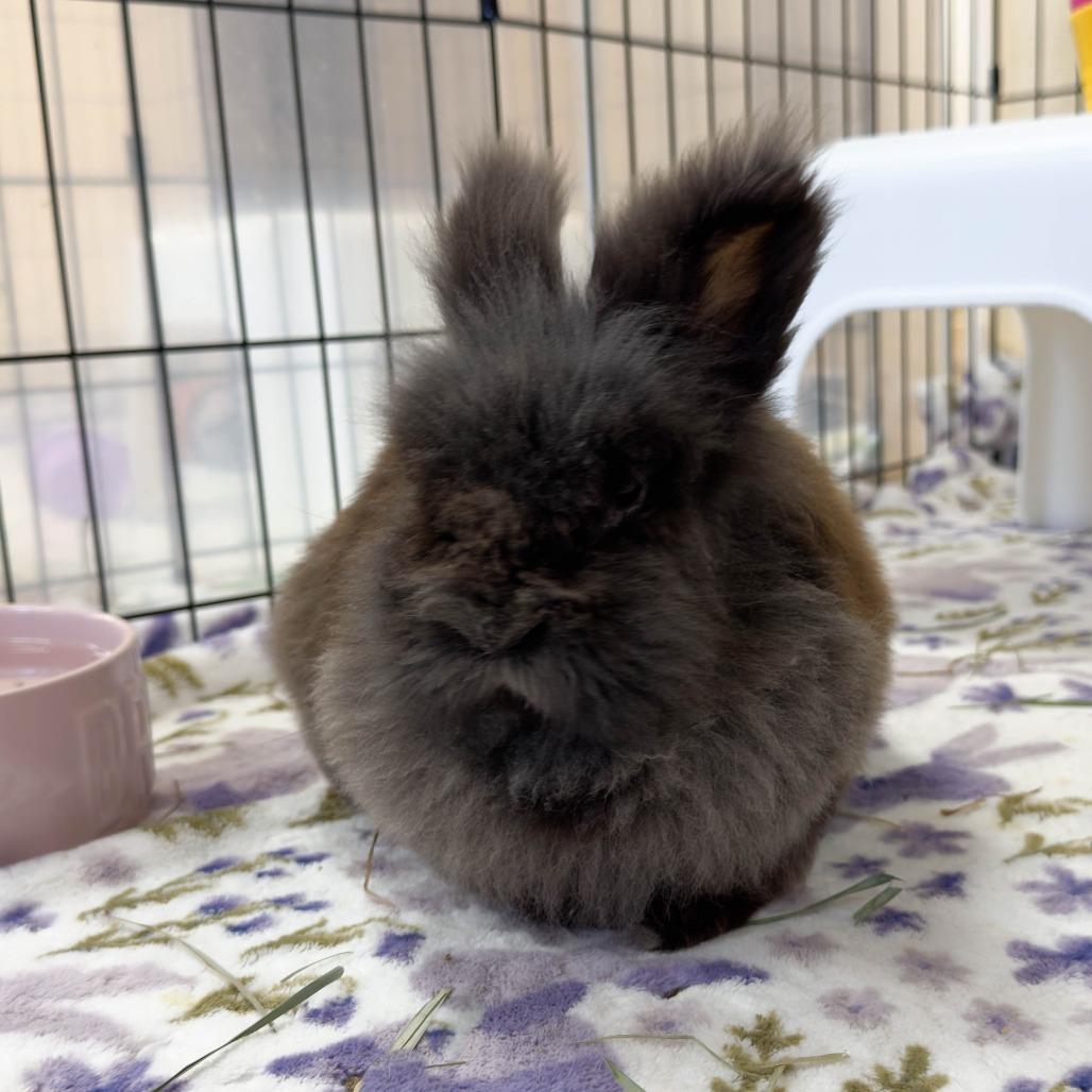 Enlarge Dr. Jack Abbot, a Adoptable Lionhead in Richmond, CA image 5/6