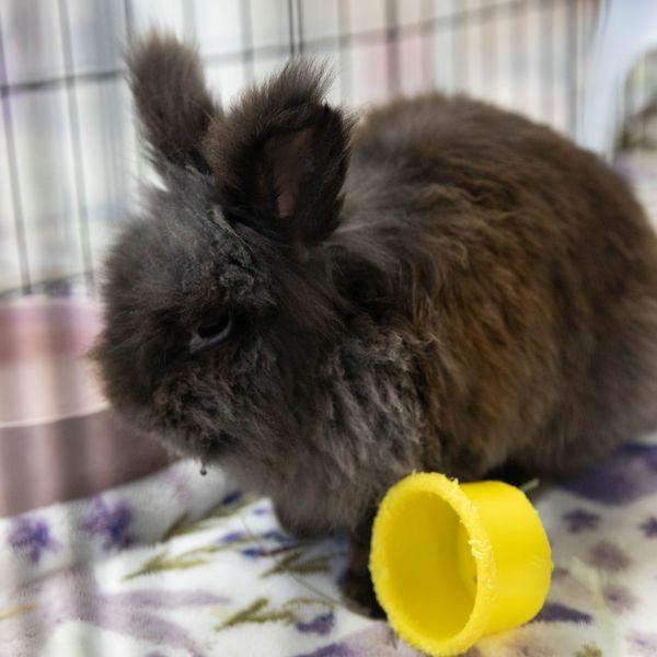 Enlarge Dr. Jack Abbot, a Adoptable Lionhead in Richmond, CA image 6/6