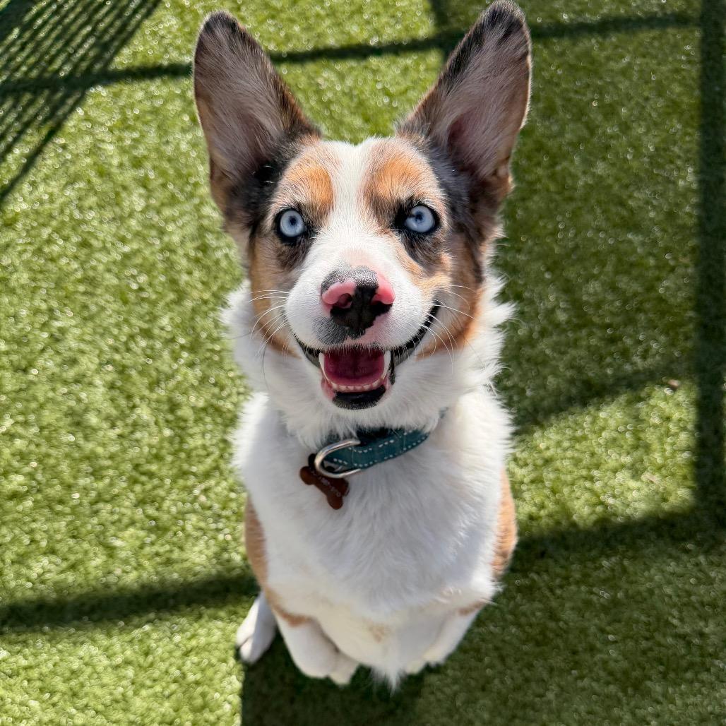 Enlarge Winston, a Adoptable mixed breed in Cody, WY image 1/3