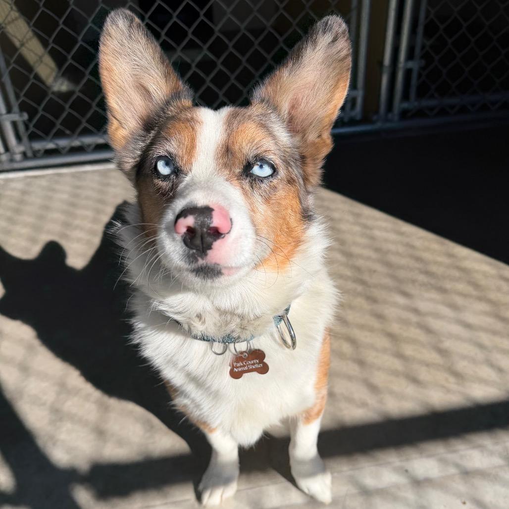 Enlarge Winston, a Adoptable mixed breed in Cody, WY image 2/3