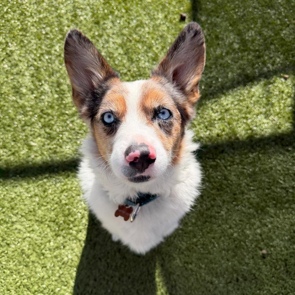 Enlarge Winston, a Adoptable mixed breed in Cody, WY image 3/3