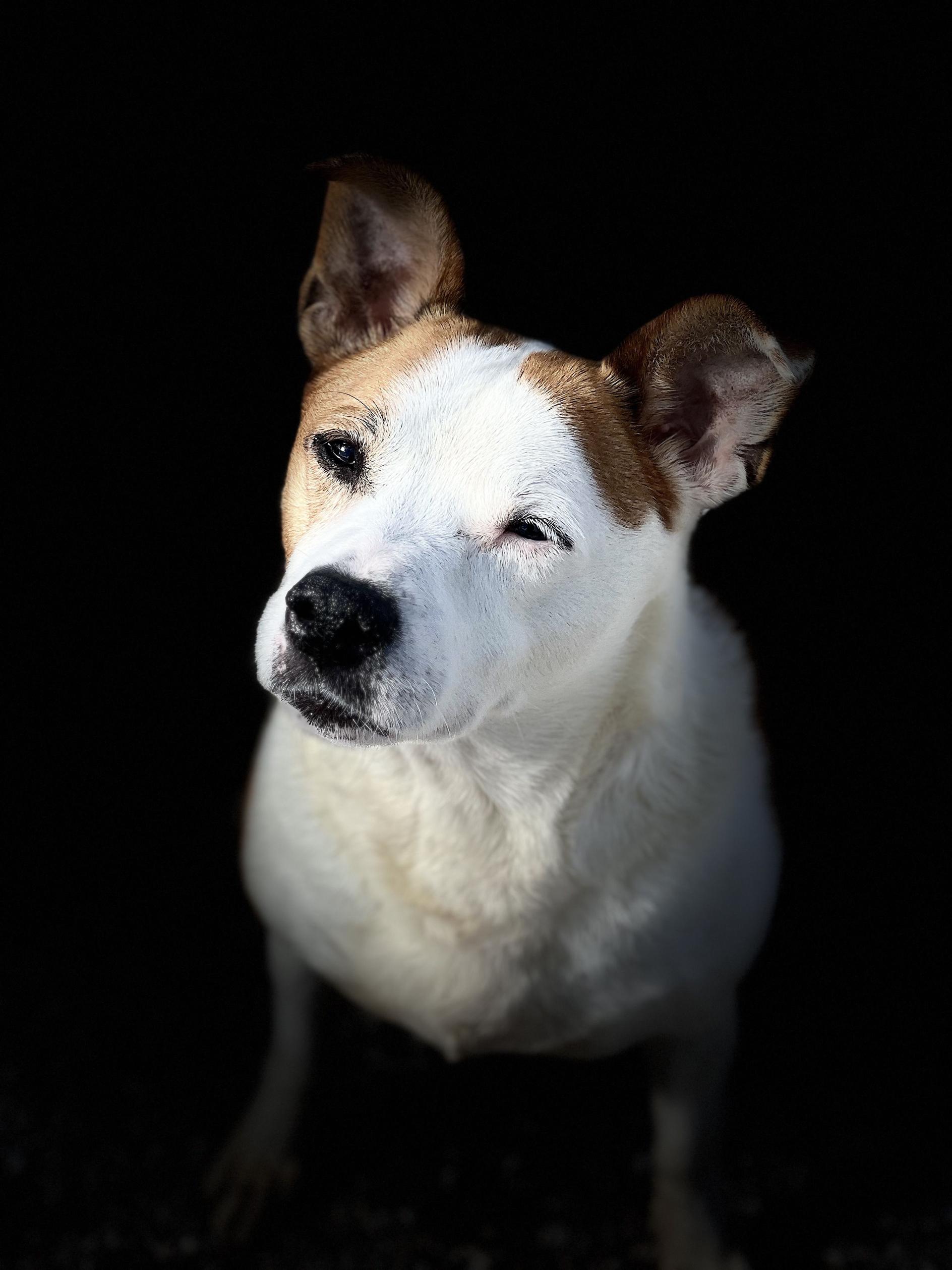 Butters, a ADOPTABLE mixed breed in New Port Richey, FL image 2/4