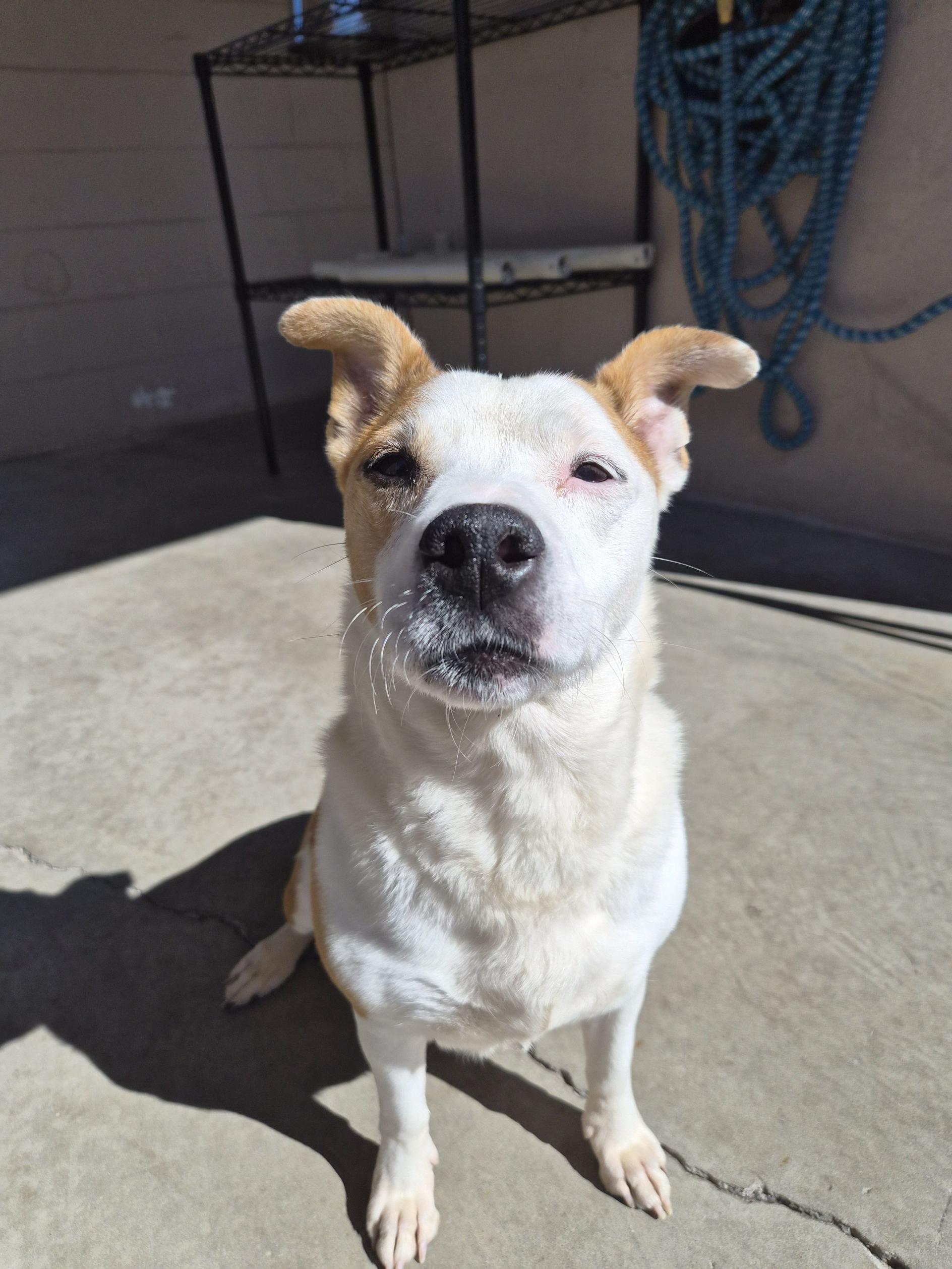 Butters, a ADOPTABLE mixed breed in New Port Richey, FL image 3/4