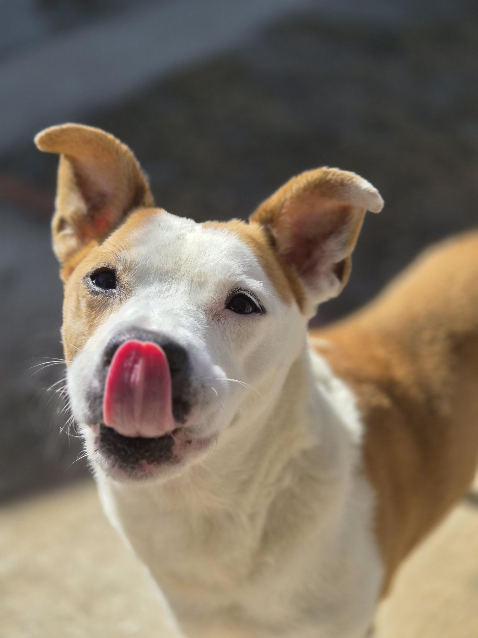 Butters, a ADOPTABLE mixed breed in New Port Richey, FL image 1/4
