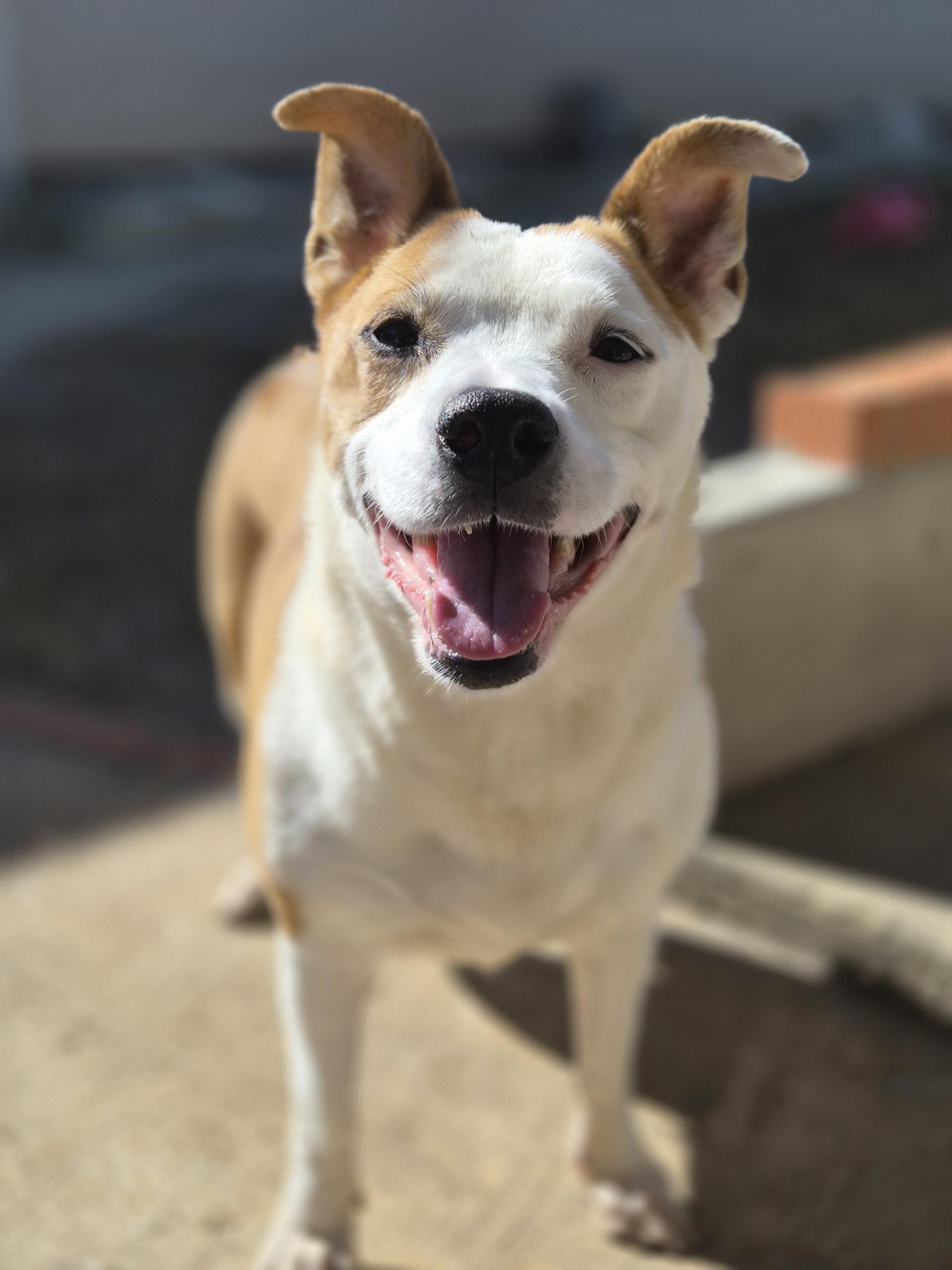 Butters, a ADOPTABLE mixed breed in New Port Richey, FL image 4/4