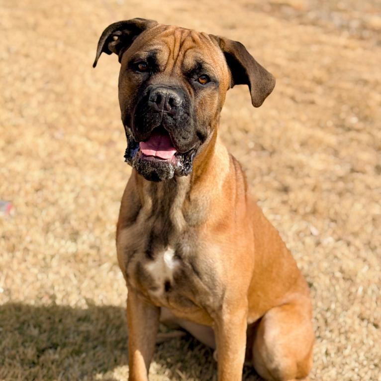 Sully, adopted, Young Male Mastiff & Boxer.