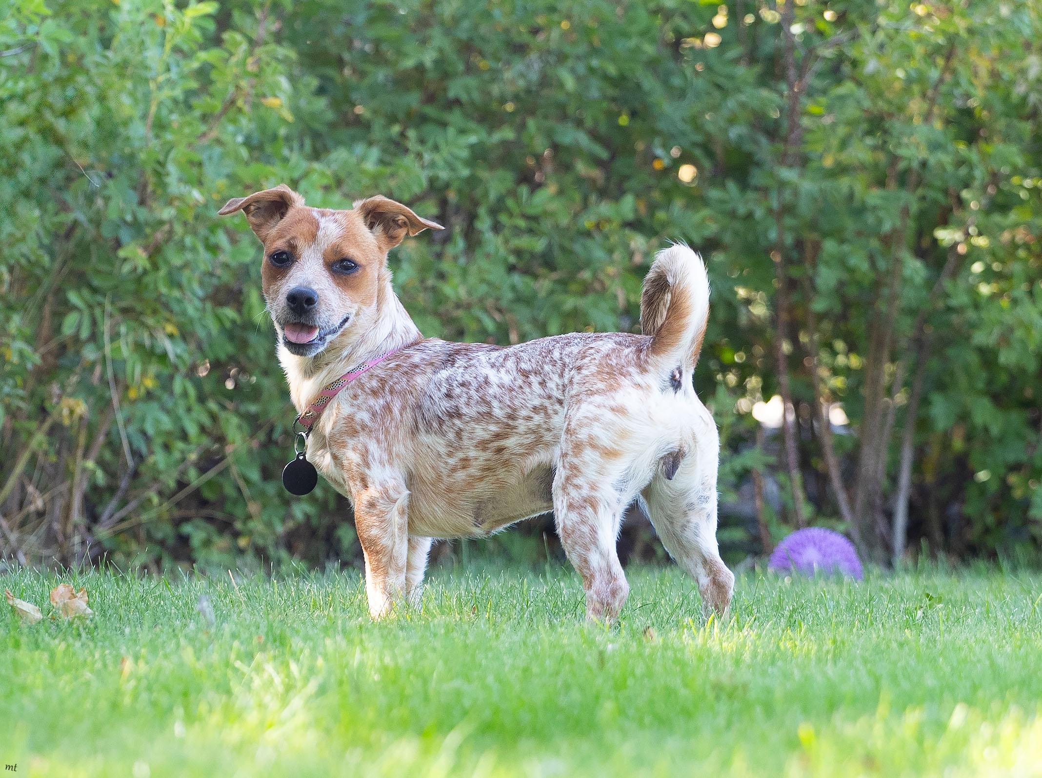 Jojo, ADOPTABLE, Young Female Dachshund.