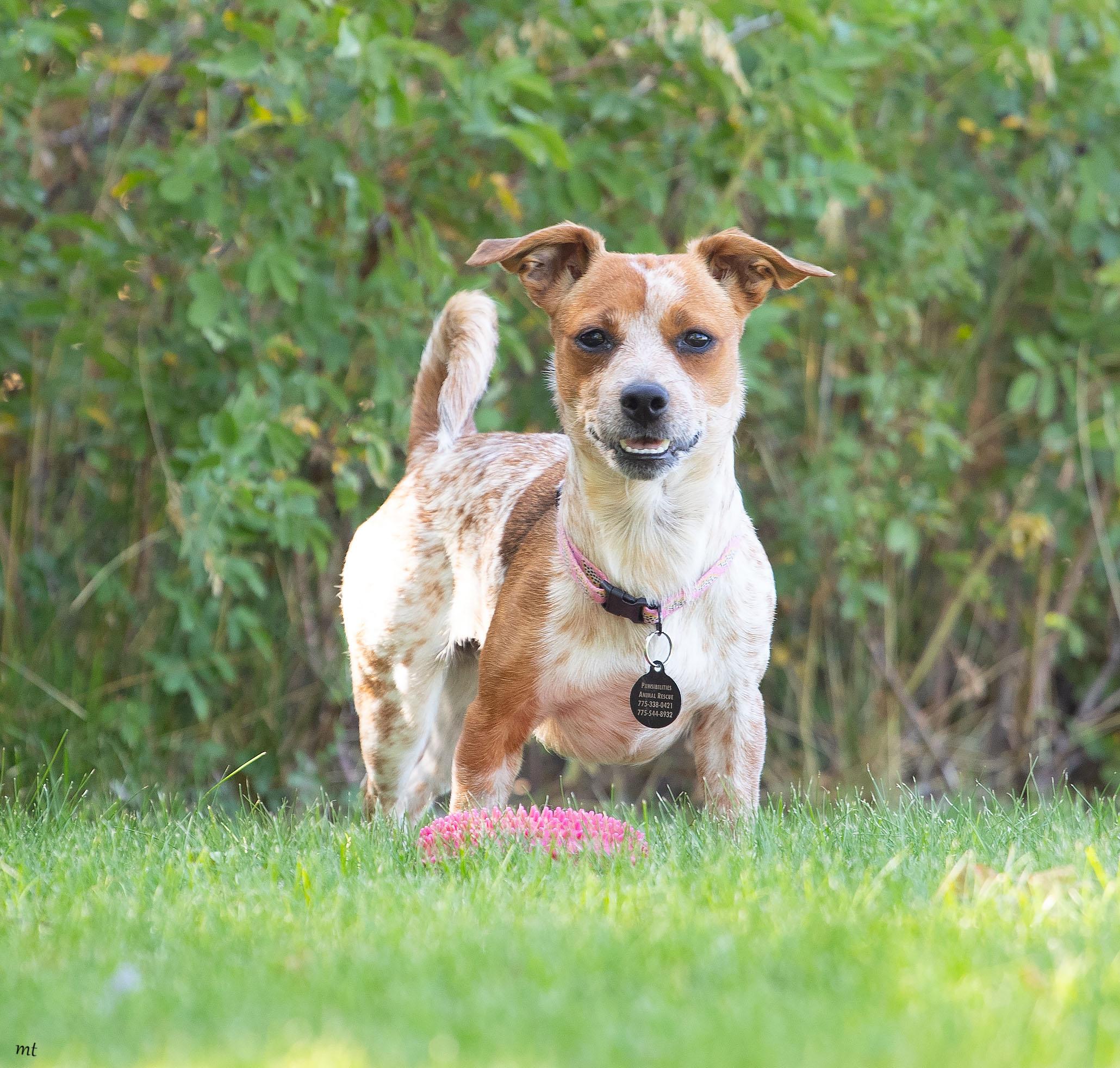 Enlarge Jojo, a ADOPTABLE mixed breed in Washoe Valley, NV image 2/6
