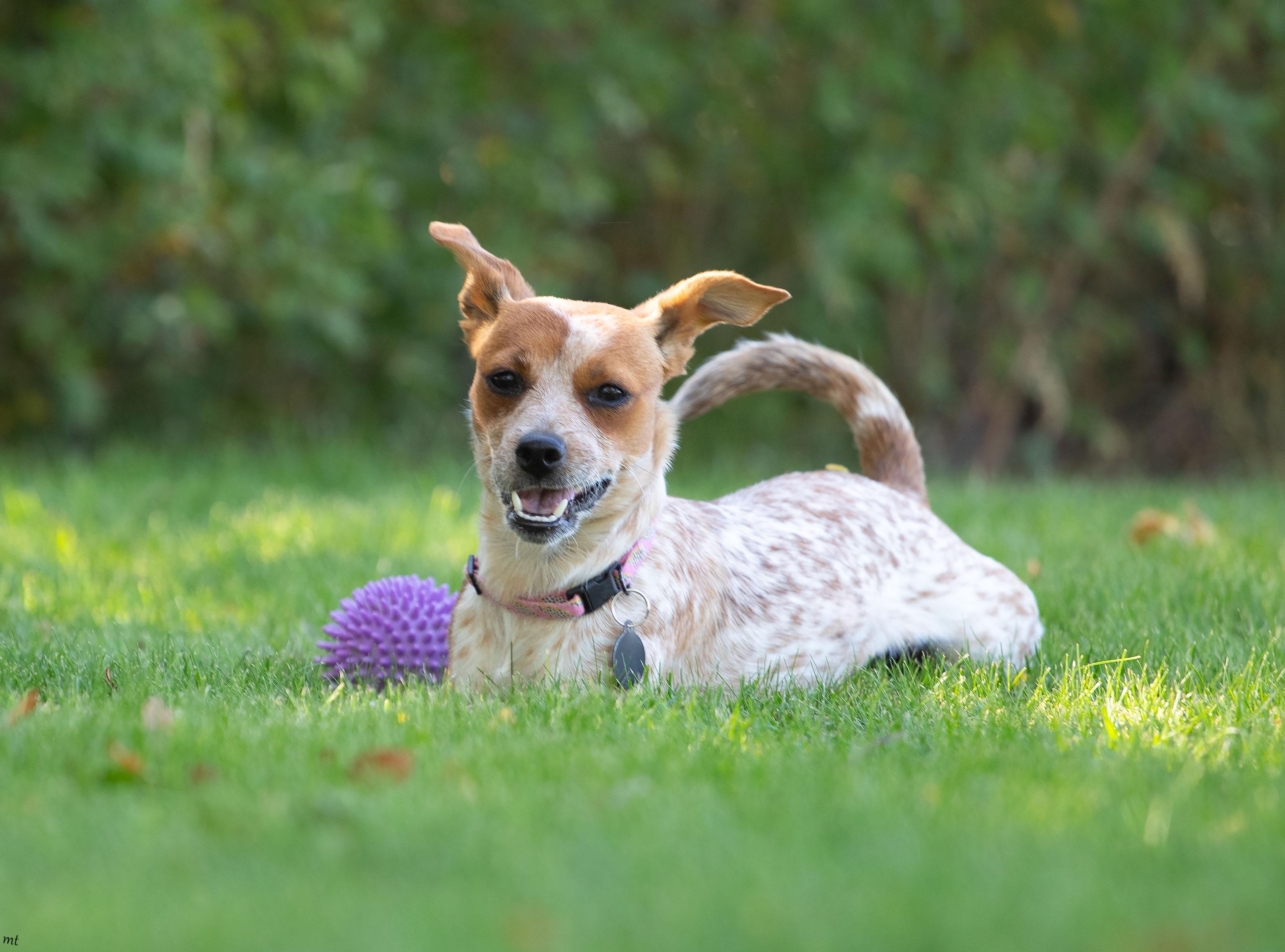 Enlarge Jojo, a ADOPTABLE mixed breed in Washoe Valley, NV image 4/6