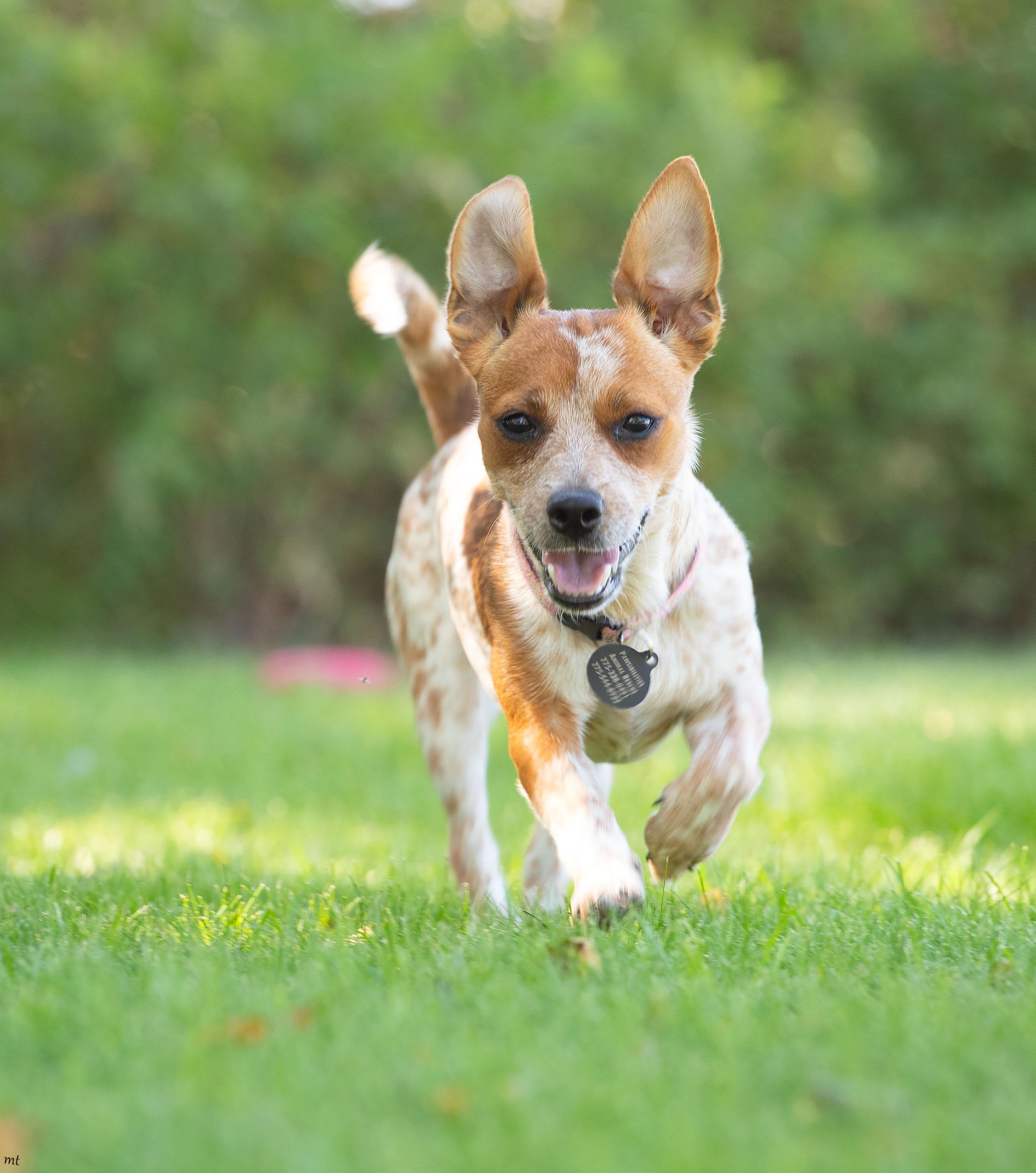 Enlarge Jojo, a ADOPTABLE mixed breed in Washoe Valley, NV image 6/6