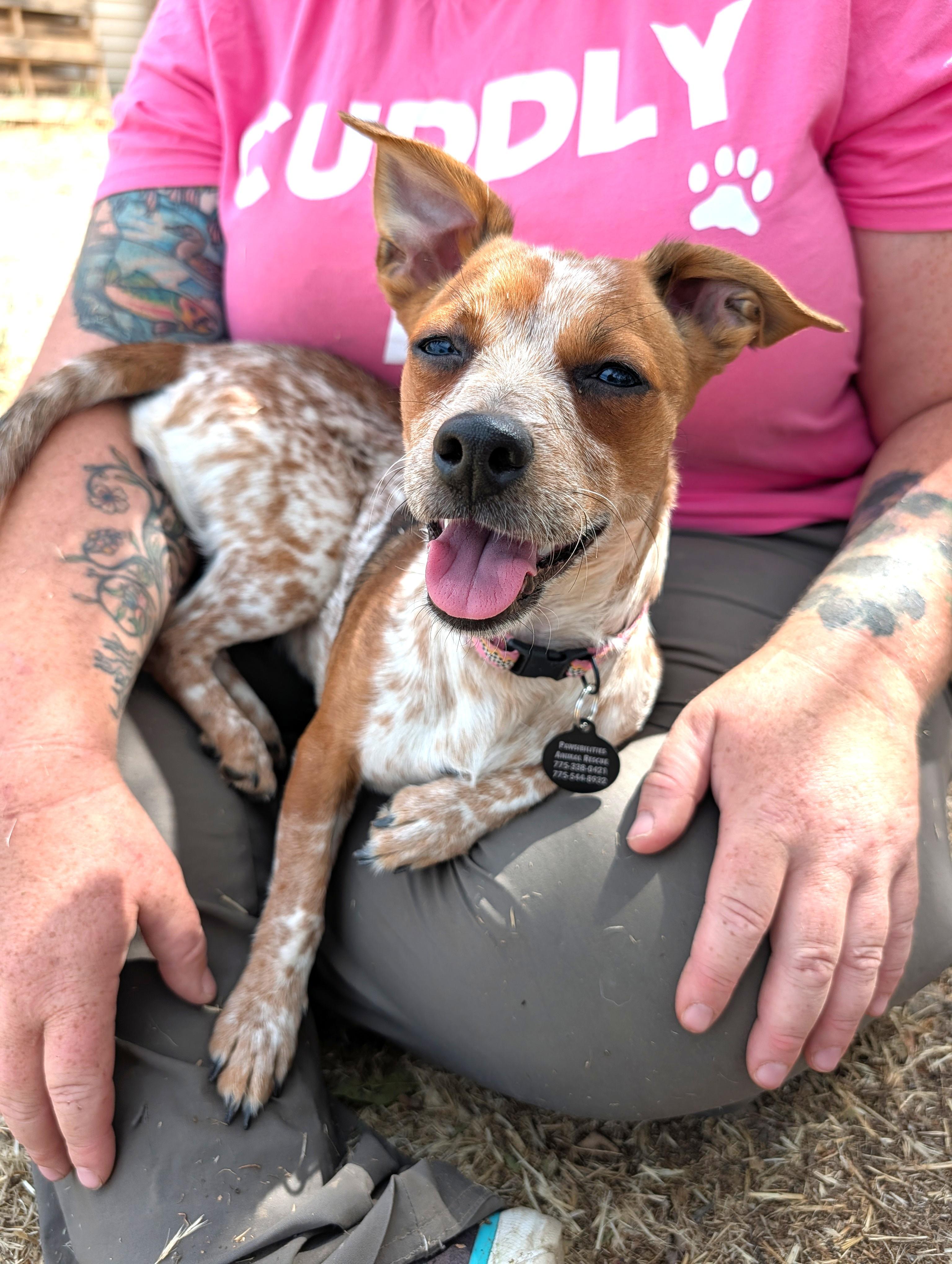 Enlarge Jojo, a ADOPTABLE mixed breed in Washoe Valley, NV image 3/6