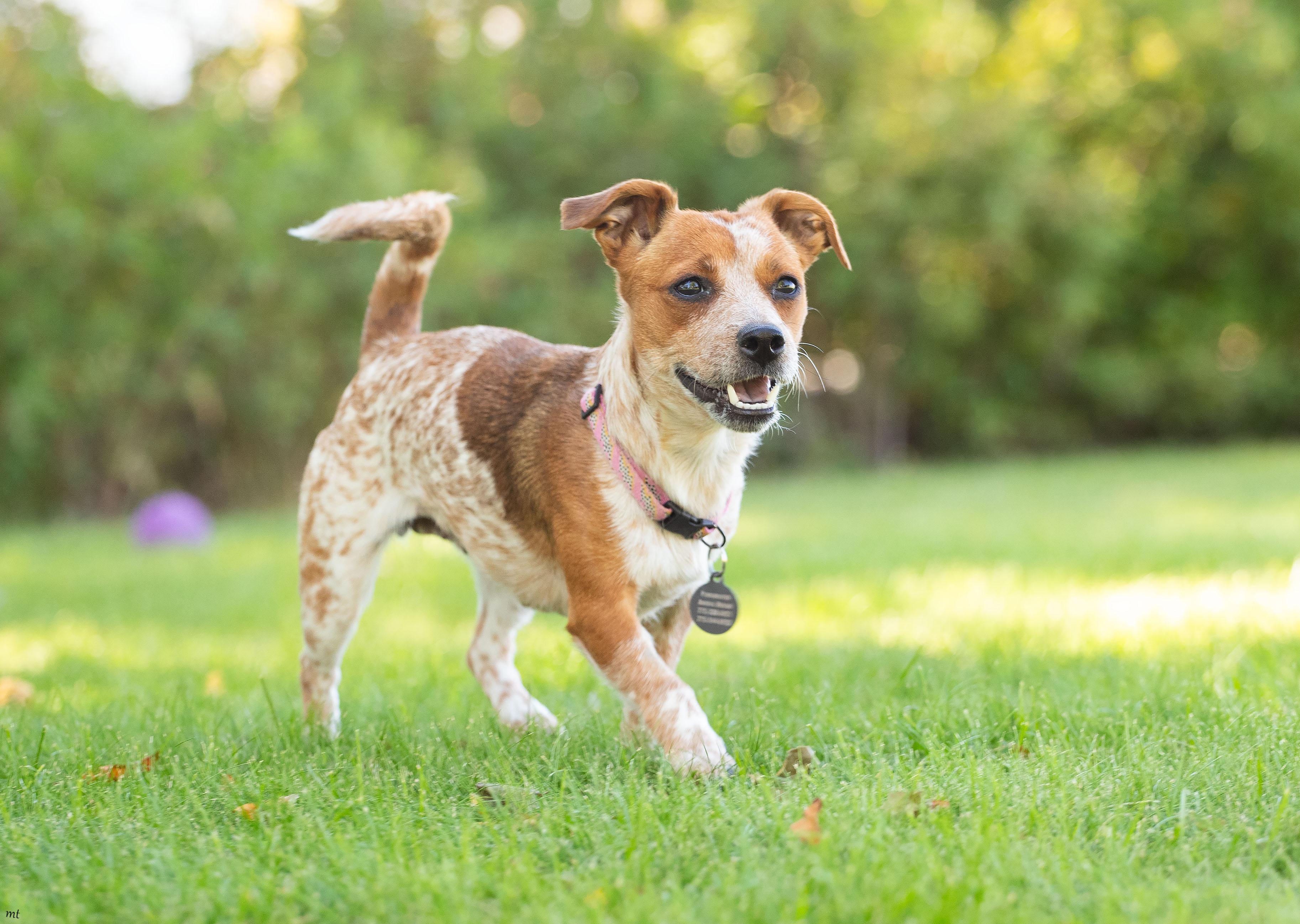Enlarge Jojo, a ADOPTABLE mixed breed in Washoe Valley, NV image 5/6