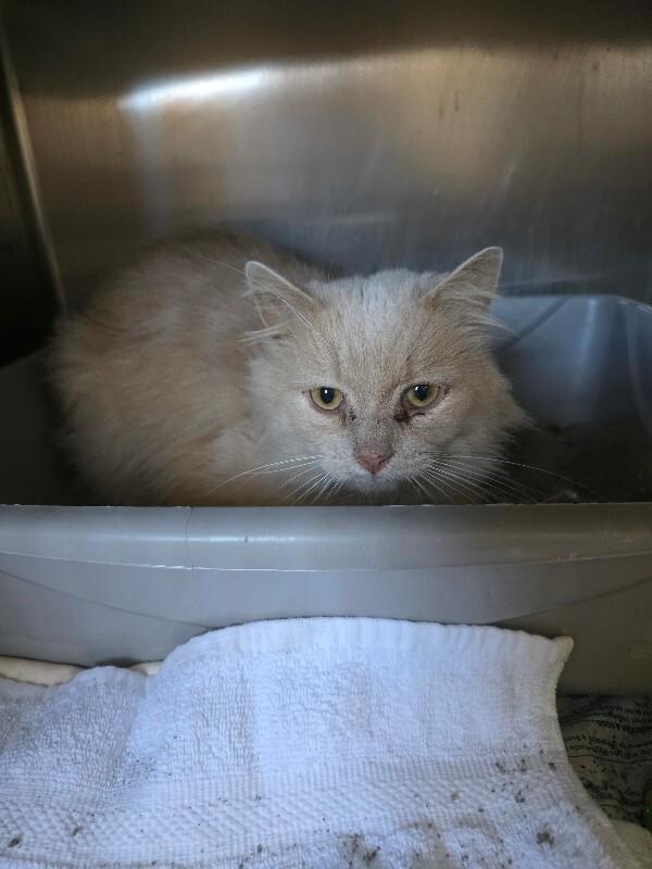 Simpson, Adoptable, Young Male Domestic Long Hair.
