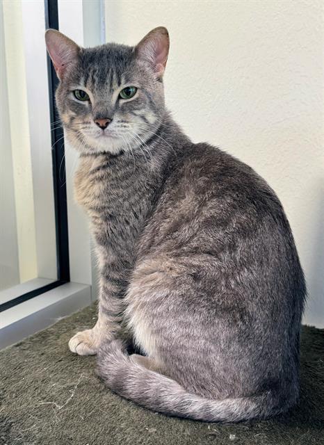 BAO, Adoptable, Young Male Domestic Medium Hair & Domestic Short Hair.