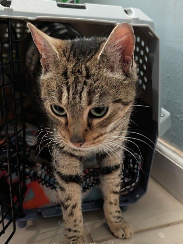 Enlarge Stella, an adopted Domestic Short Hair in Newburgh, NY image 1/2