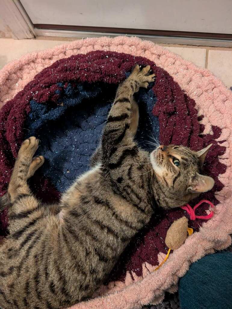 Enlarge Stella, an adopted Domestic Short Hair in Newburgh, NY image 2/2