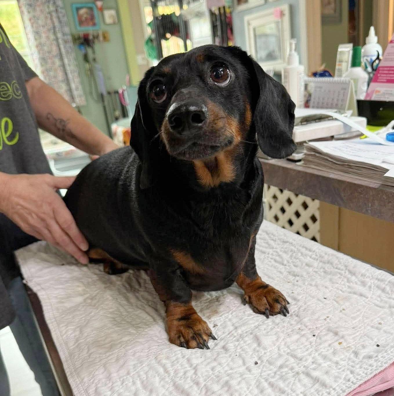 Estelle (NOT YET AVAILABLE), Adoptable, Adult Female Dachshund.