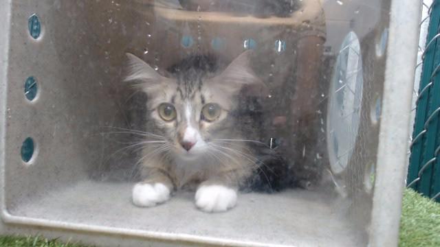 Enlarge ANGEL, a Adoptable Domestic Long Hair in Downey, CA image 1/1