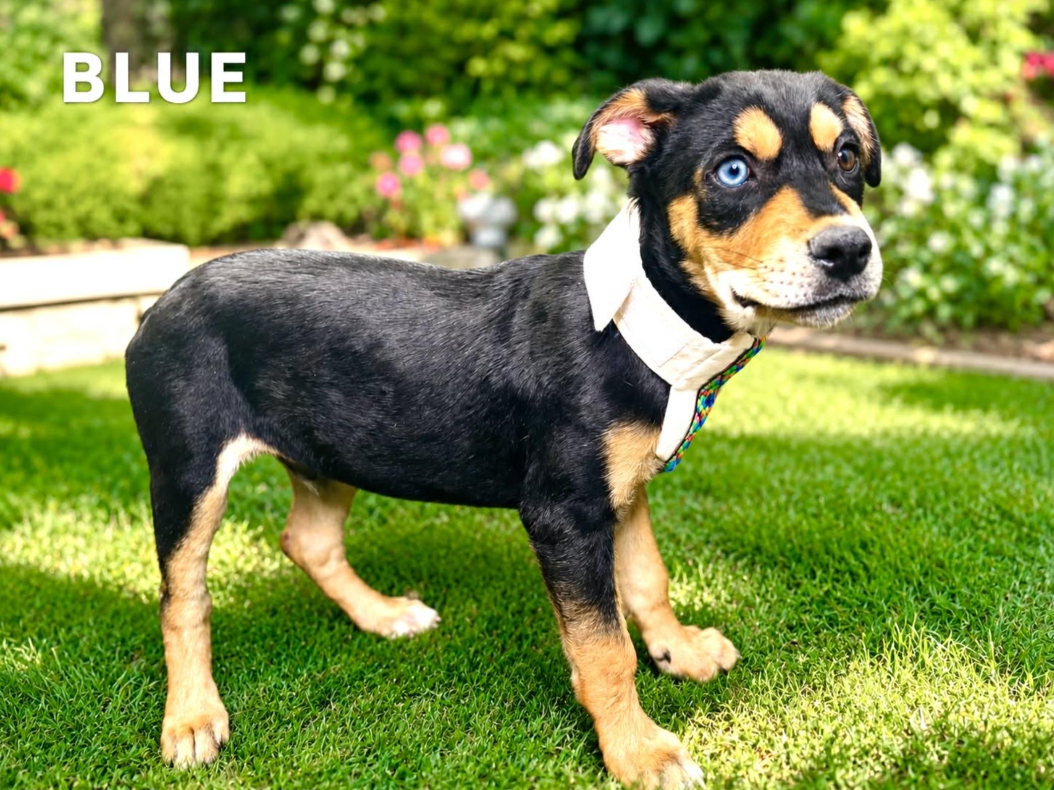 Blue, an adopted mixed breed in Andover, NH image 6/6