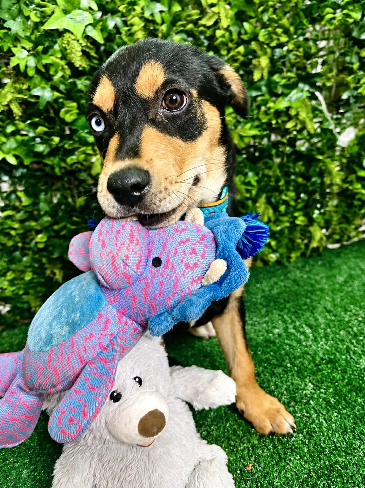 Blue, an adopted mixed breed in Andover, NH image 4/6