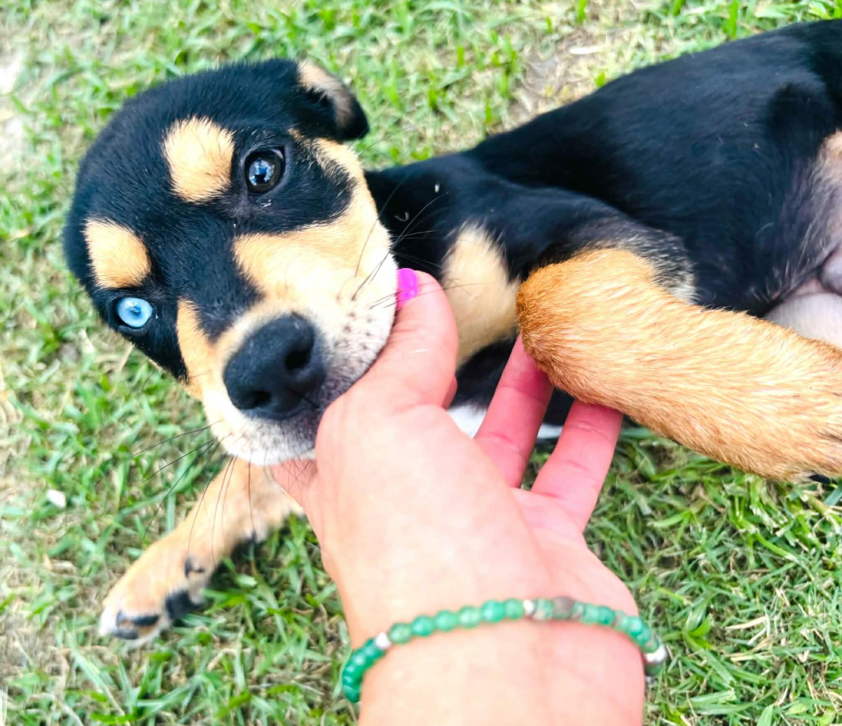 Blue, an adopted mixed breed in Andover, NH image 5/6