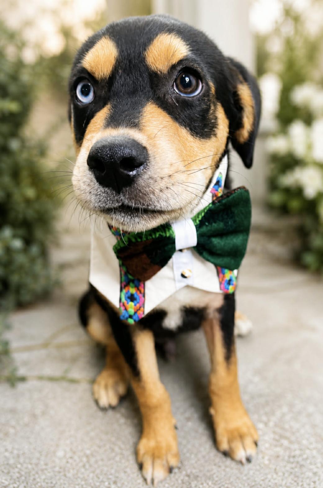 Blue, an adopted mixed breed in Andover, NH image 2/6
