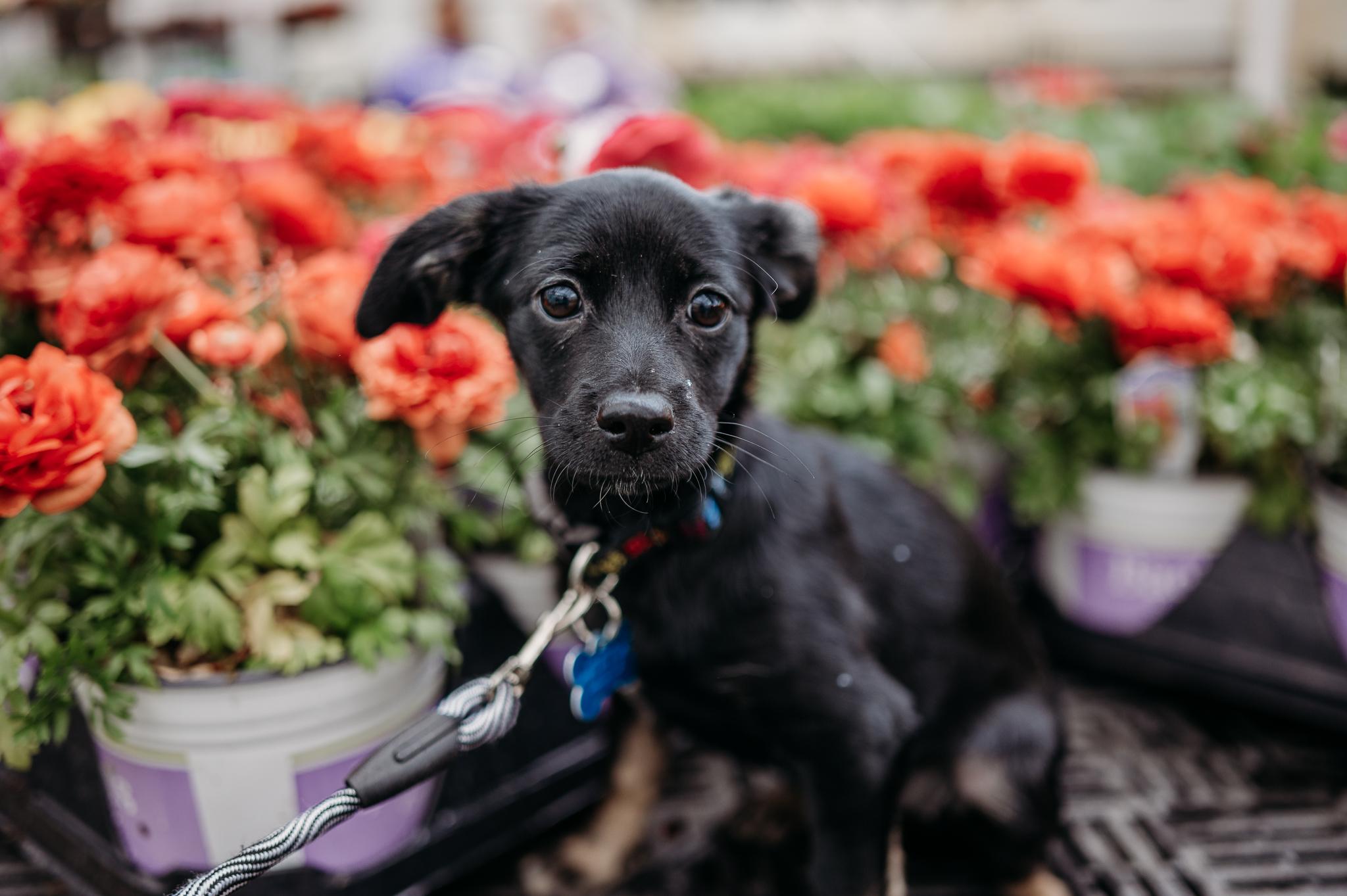 Enlarge Haylee, an adopted mixed breed in Minneapolis, MN image 2/3