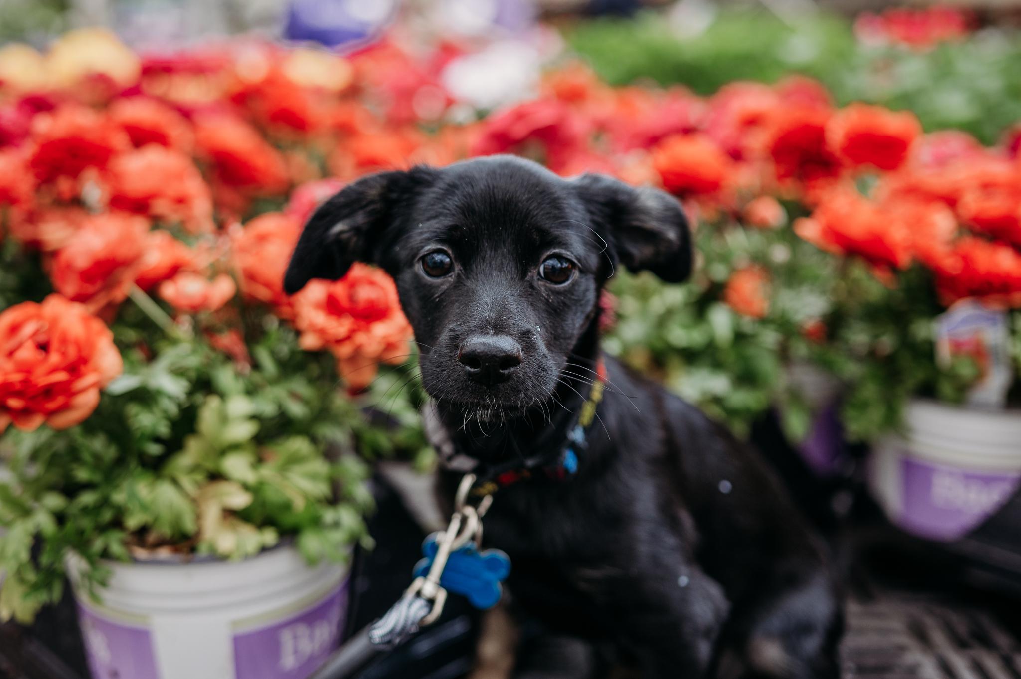 Enlarge Haylee, an adopted mixed breed in Minneapolis, MN image 1/3