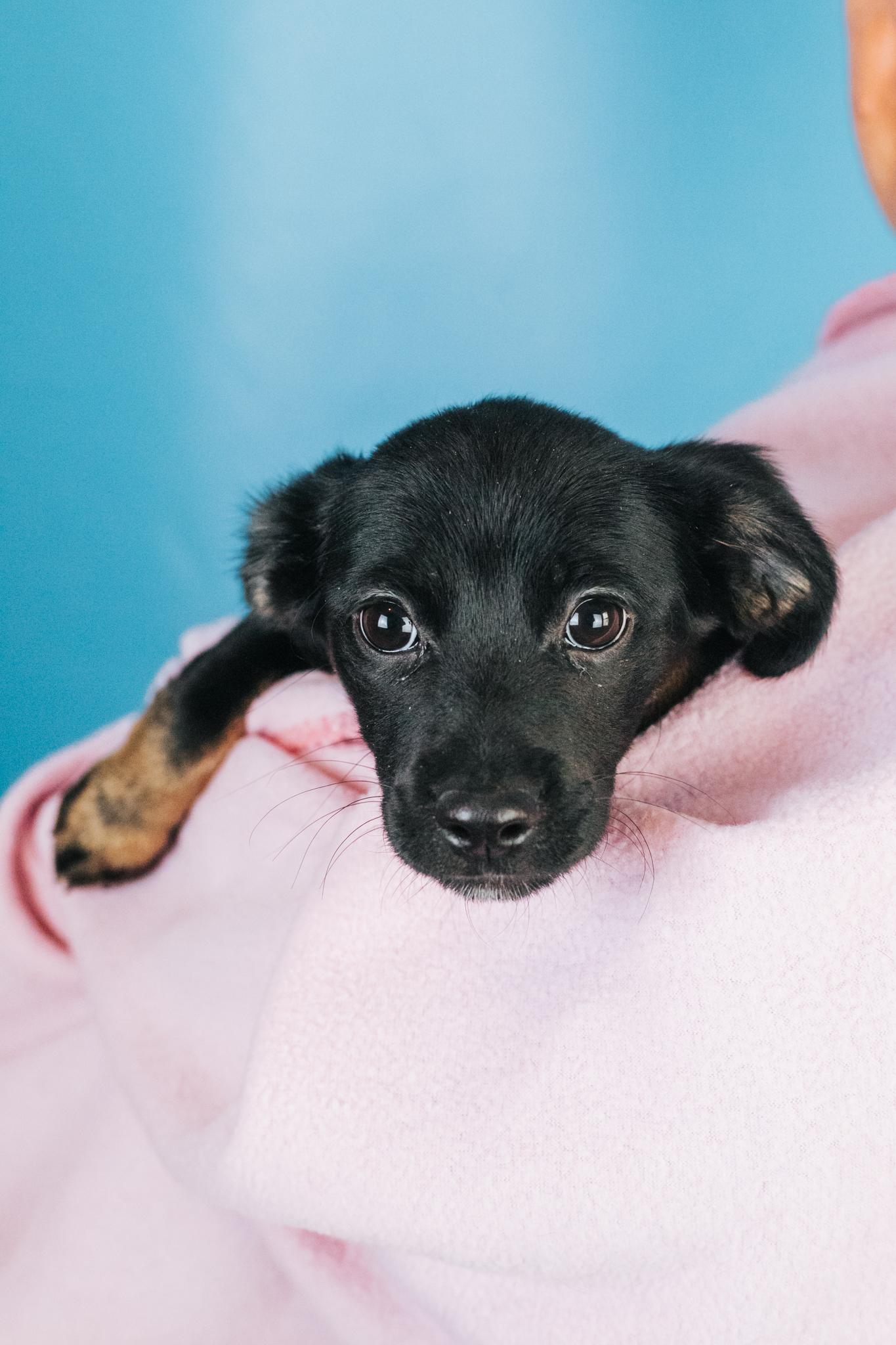 Enlarge Haylee, an adopted mixed breed in Minneapolis, MN image 3/3