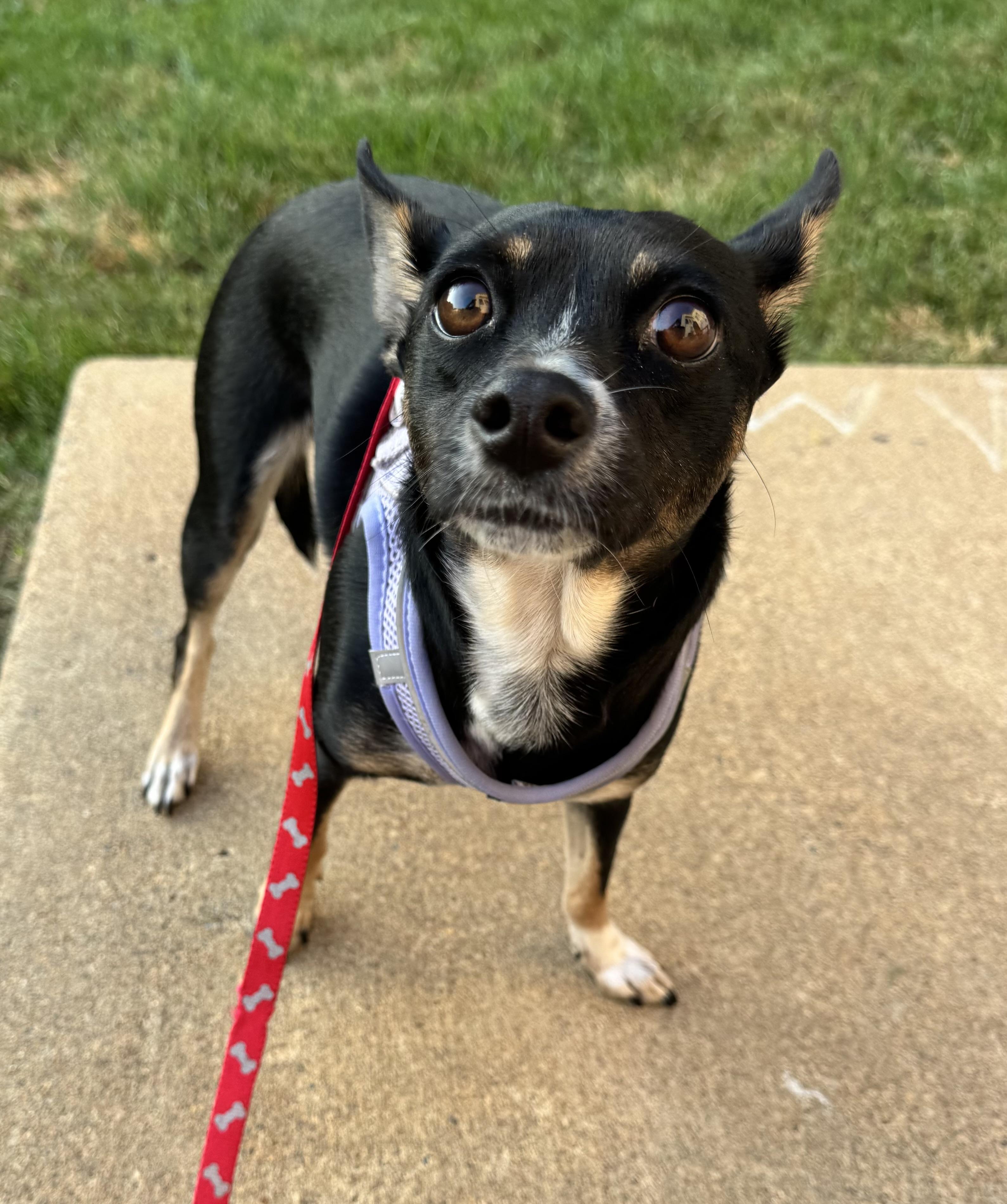 Enlarge Millie, a Adoptable mixed breed in Washington, DC image 6/6