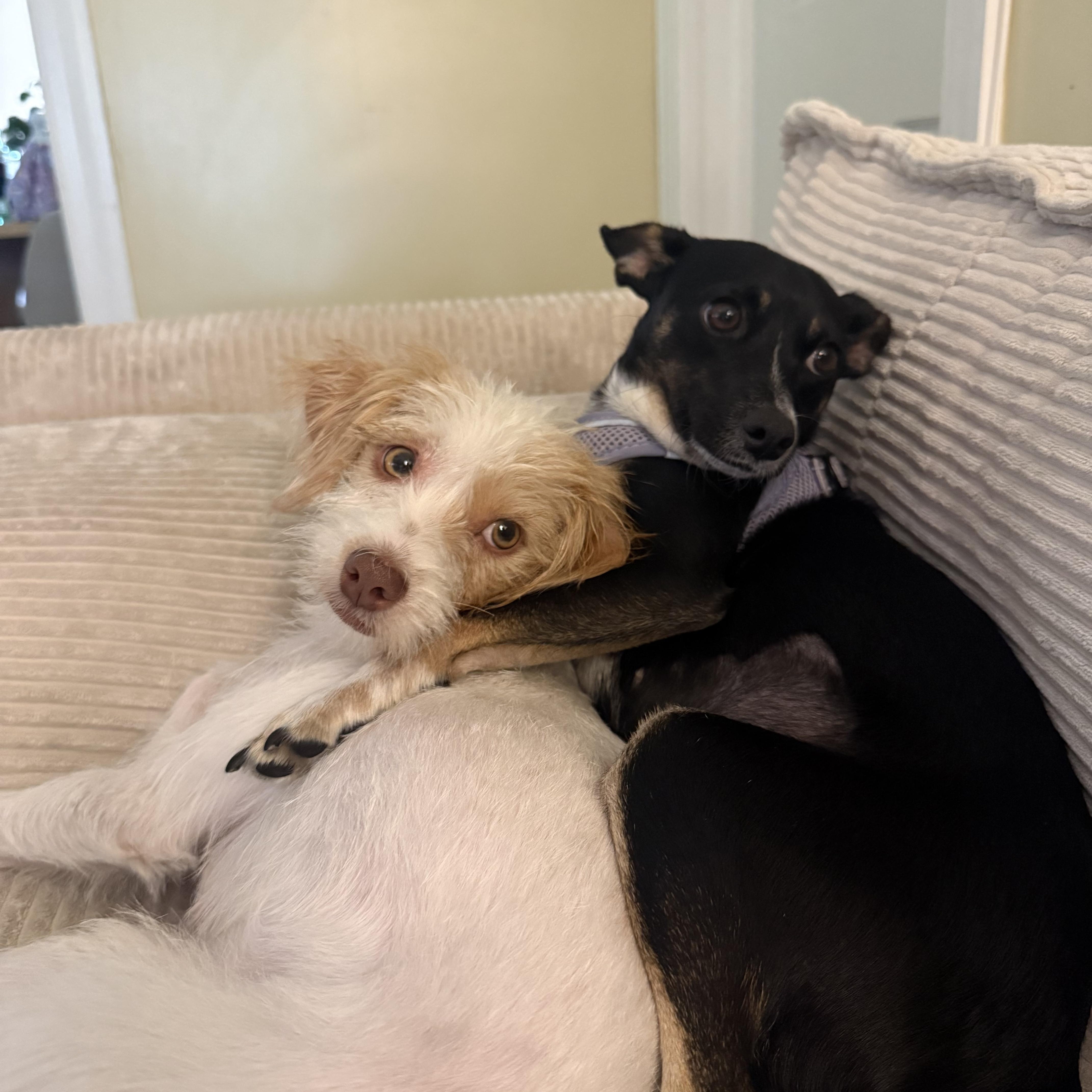 Enlarge Millie, a Adoptable mixed breed in Gainesville, VA image 1/6