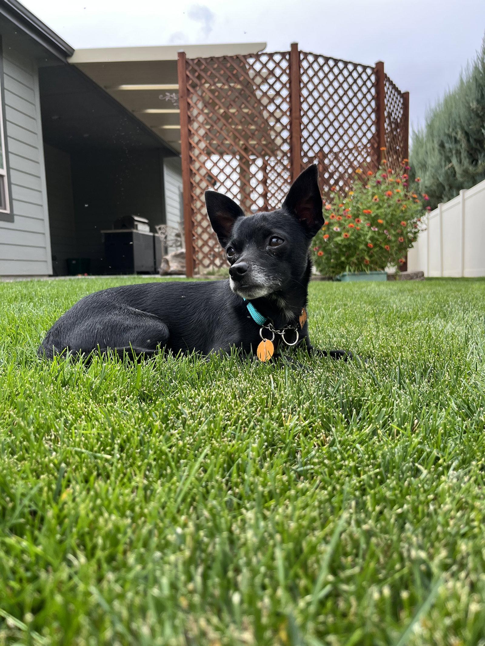 Chong - Coming Soon, Adoptable, Adult Male Chihuahua.