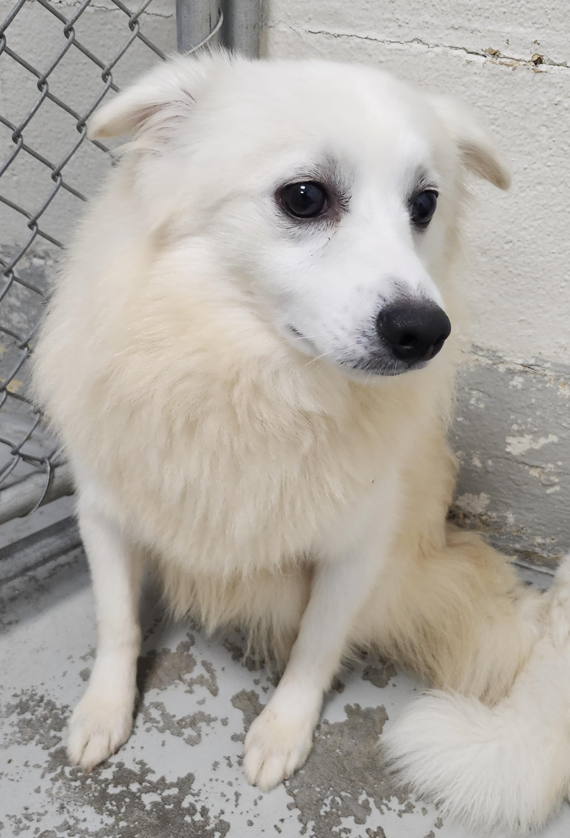 Oliver - St. Louis, MO, ADOPTABLE, Young Male American Eskimo Dog.